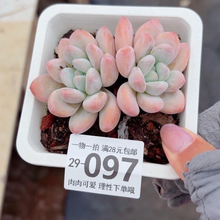 香水多肉多肉植物多肉多