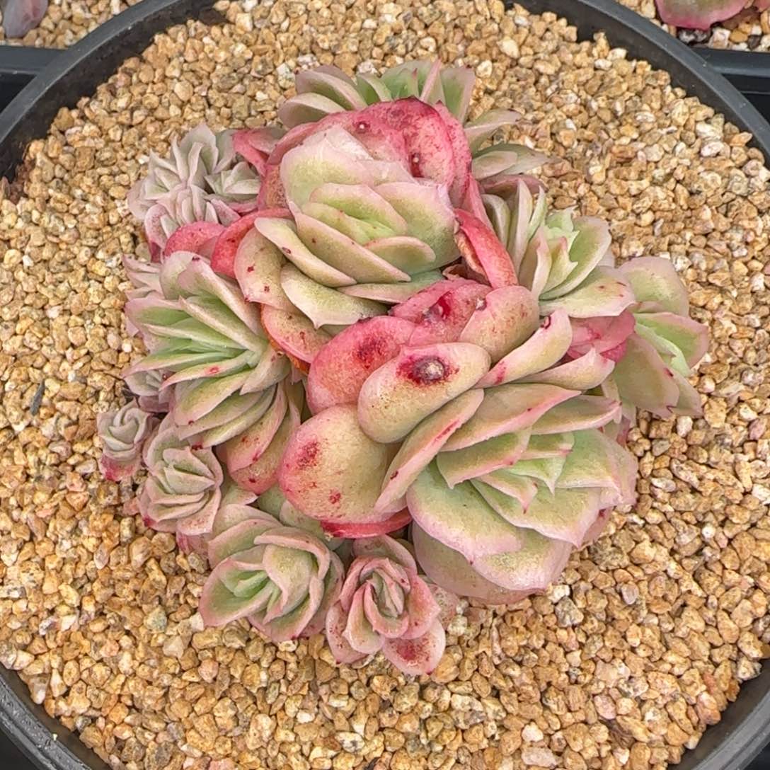 从前慢花园多肉精选小号冰玫瑰锦