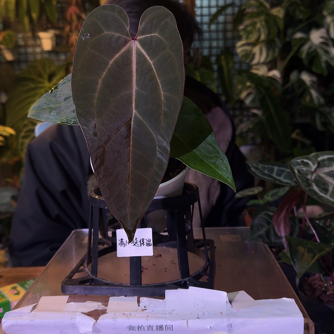 不开花植物G657黑桃华丽