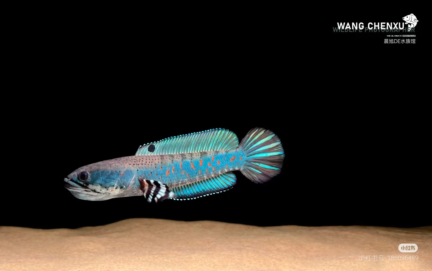 自选鱼地址链接（不发货订单）