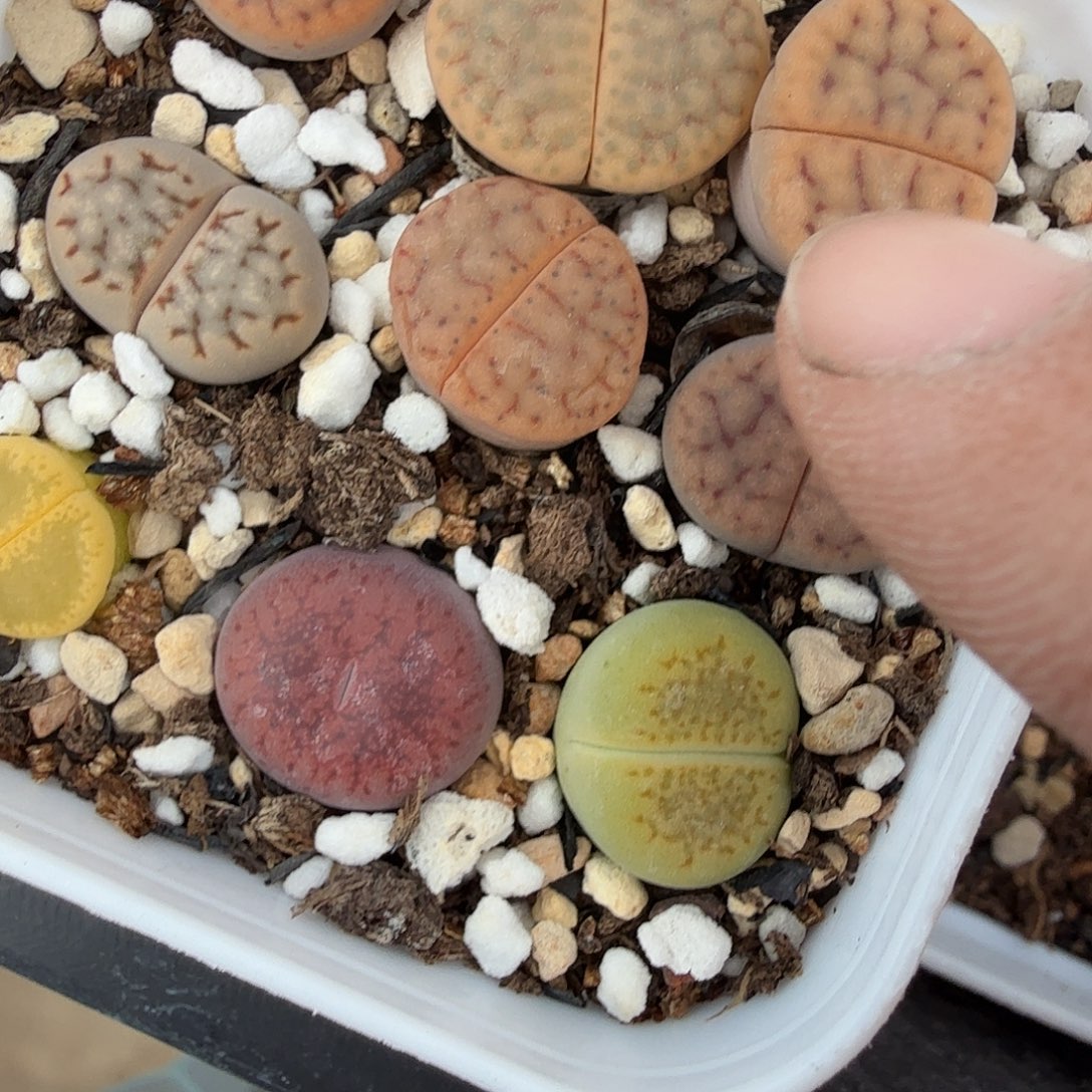 这个点睡一回是为了睡281是