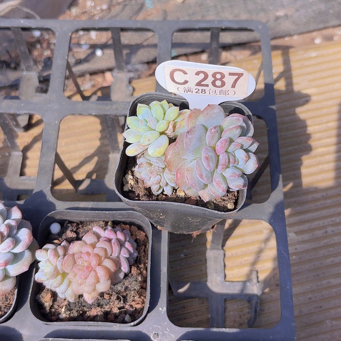 C287星星橙一物一拍