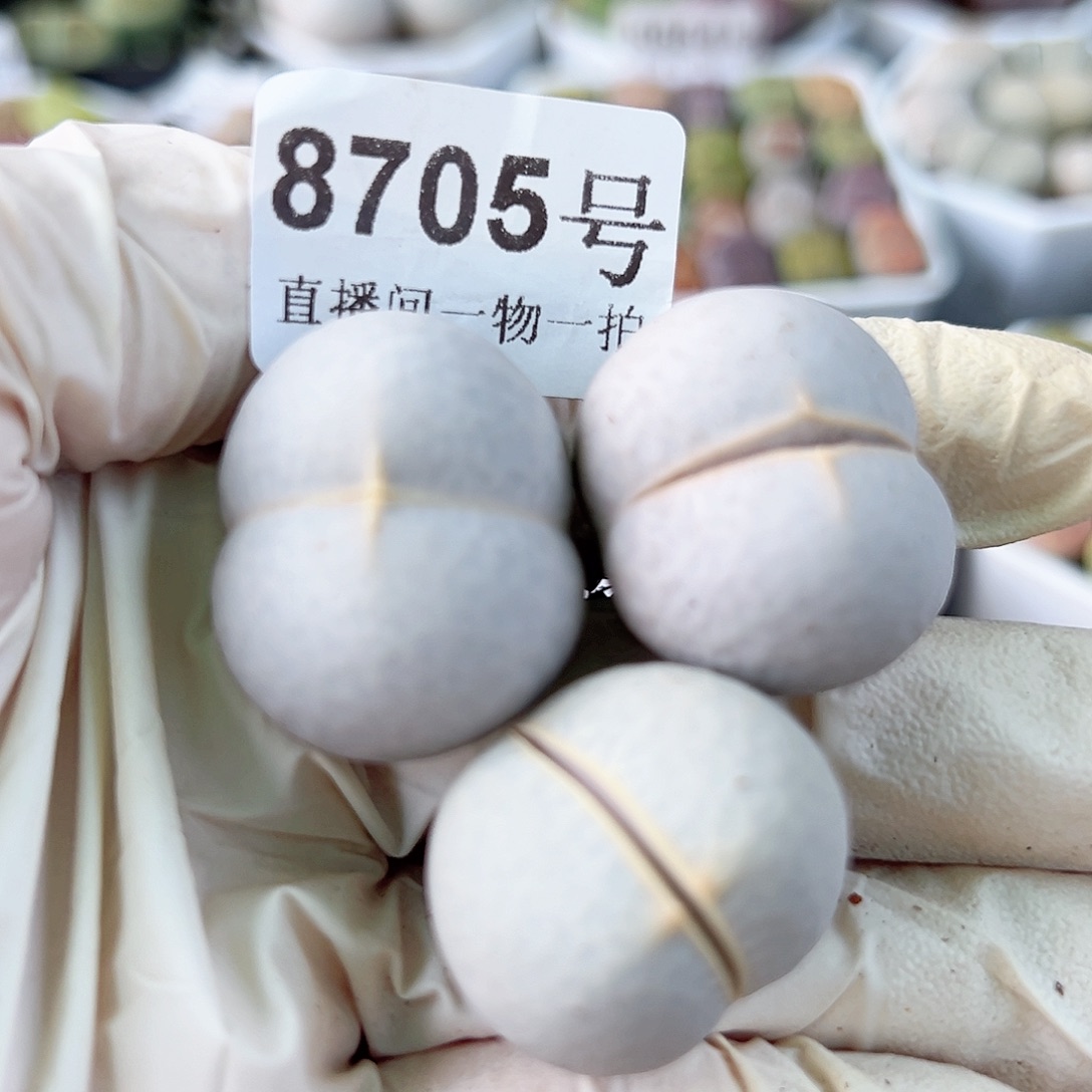 8705 好养易活生石花大母本3个2.5cm左右的