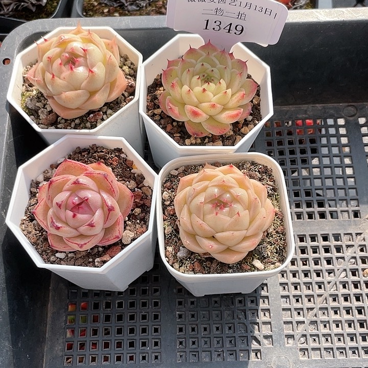 薇薇安园艺多肉1349