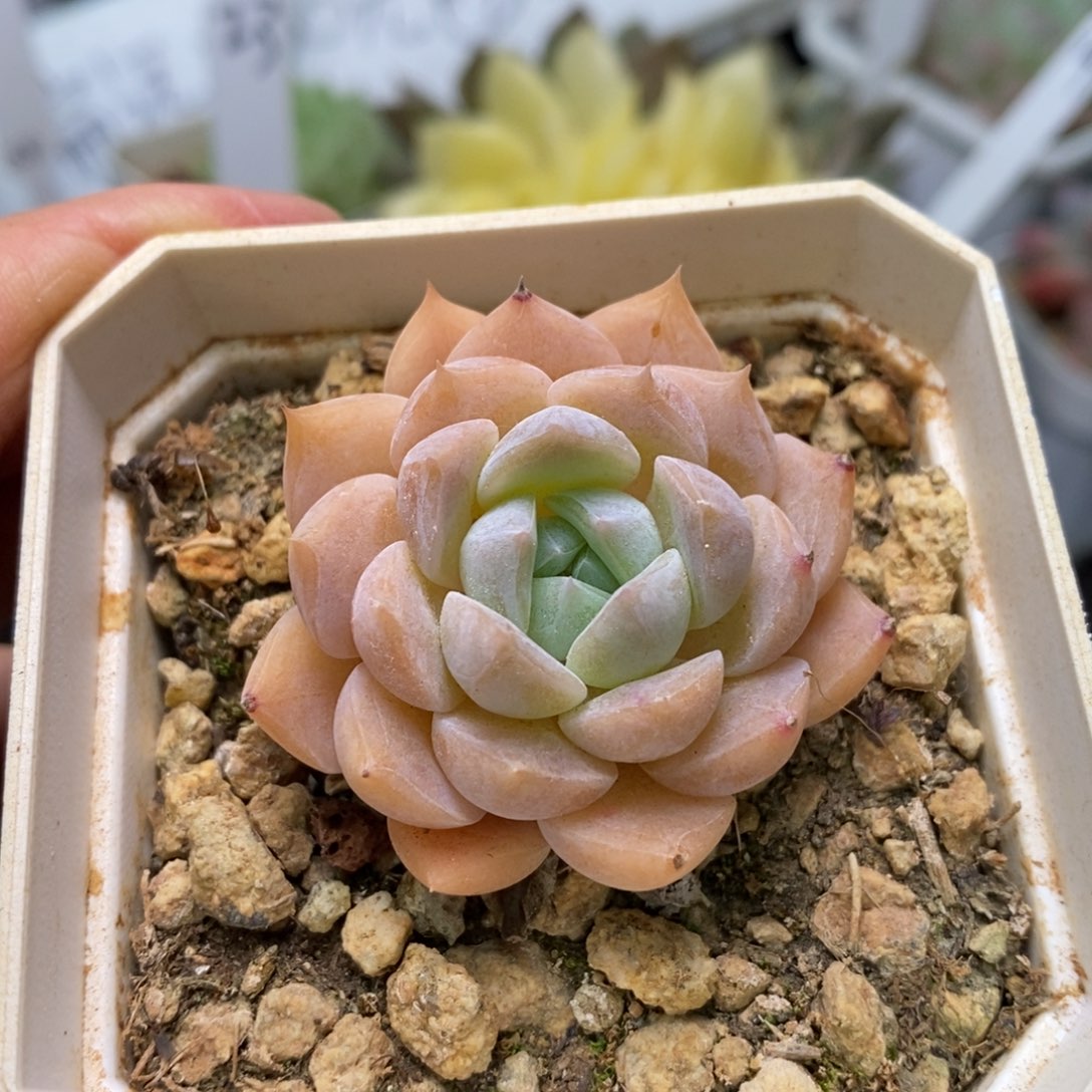 精品多肉一物一拍不包整133