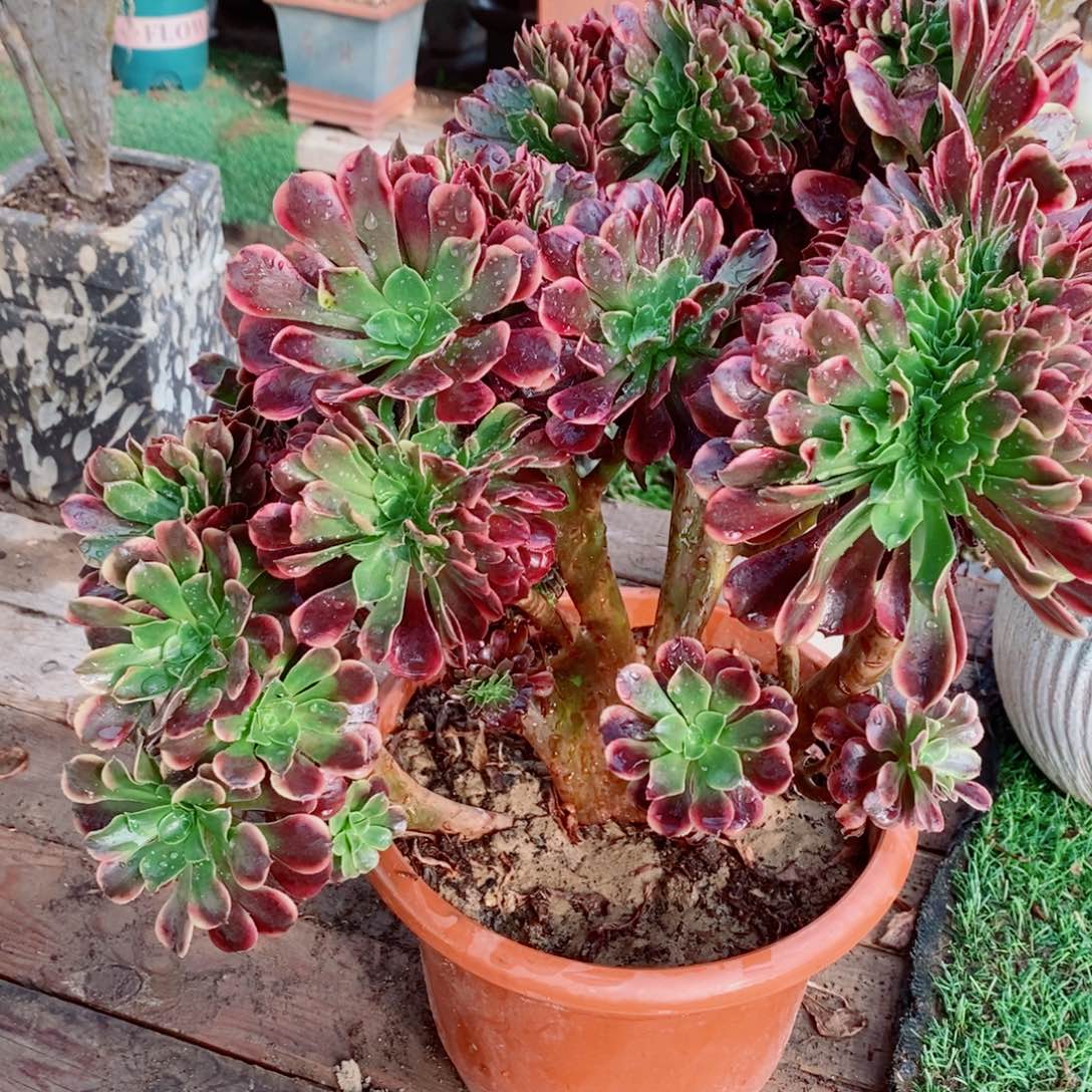 完全开放503号欧嘉莉缀化1颗