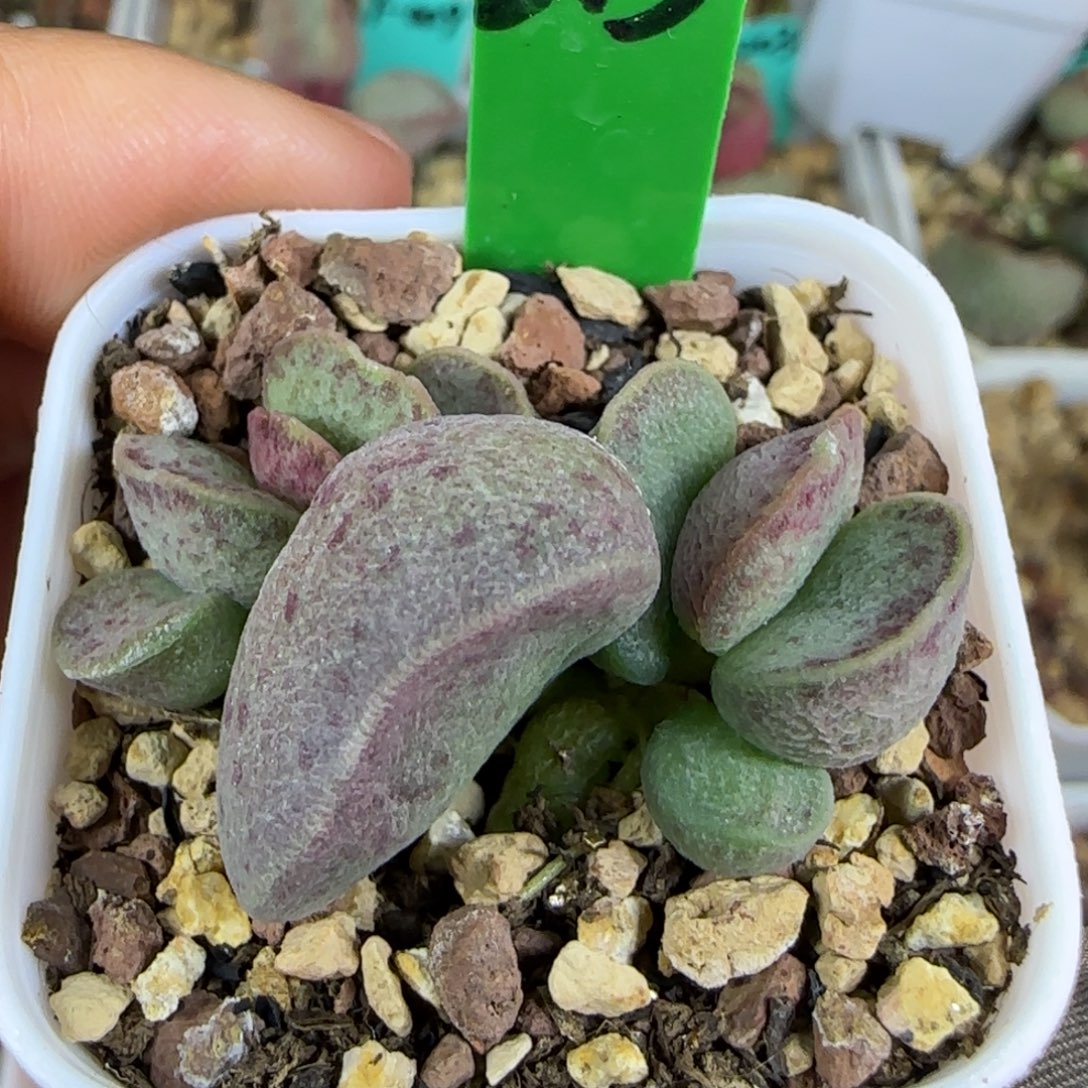 北***手编号613底叶插，四方盆发