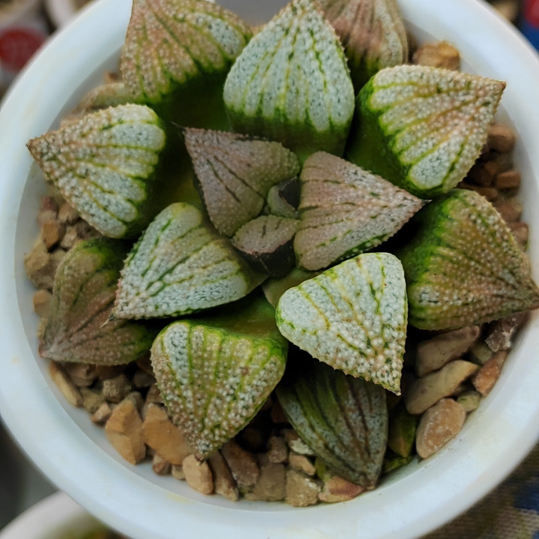 133号实生白银8厘米左右一物一拍带盆