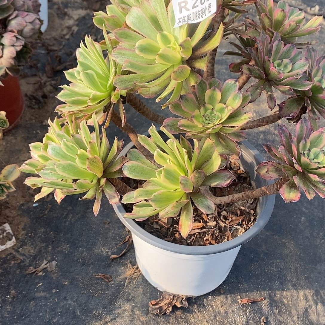 202粉黛多肉老桩法师锦