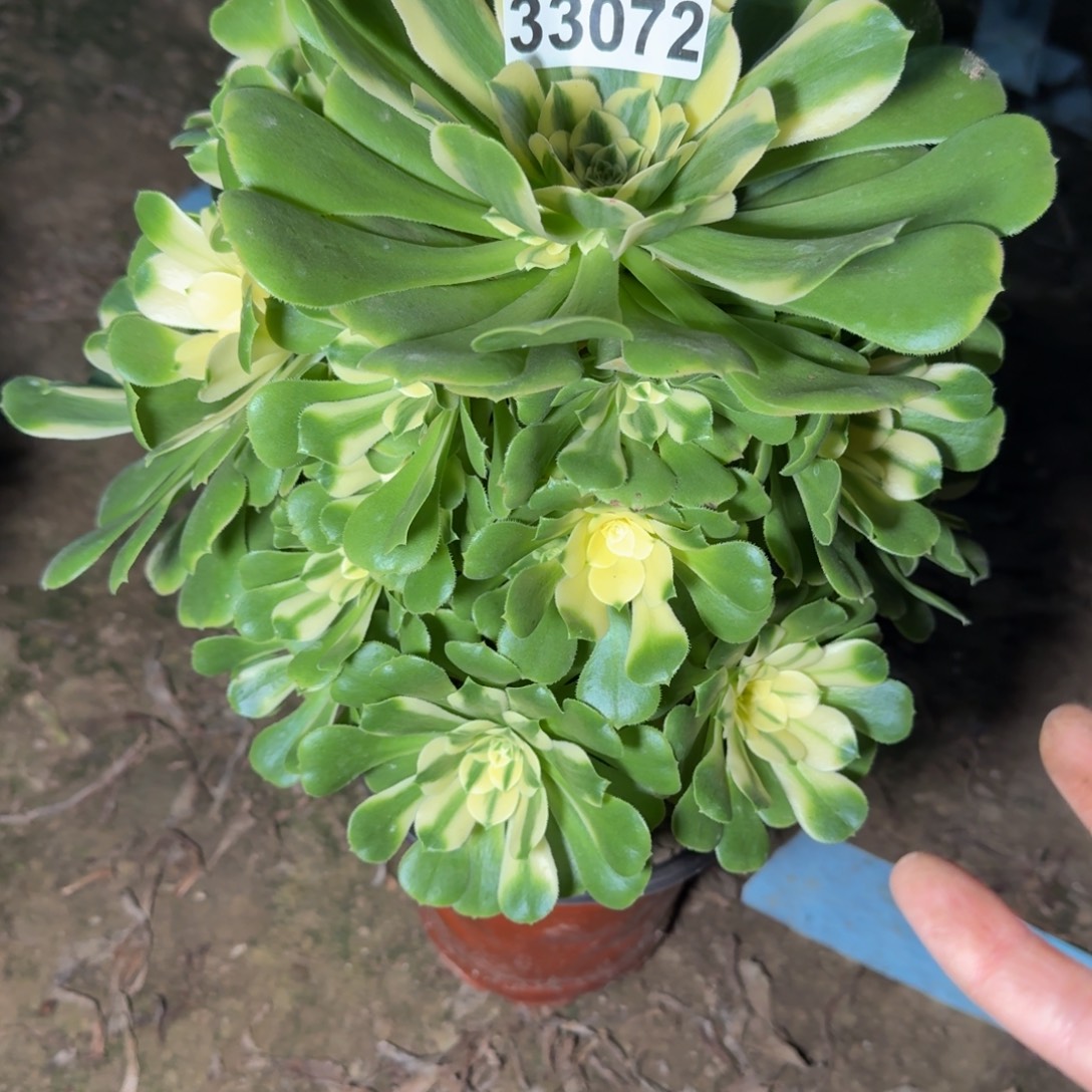 33072辛尼亚多肉植物