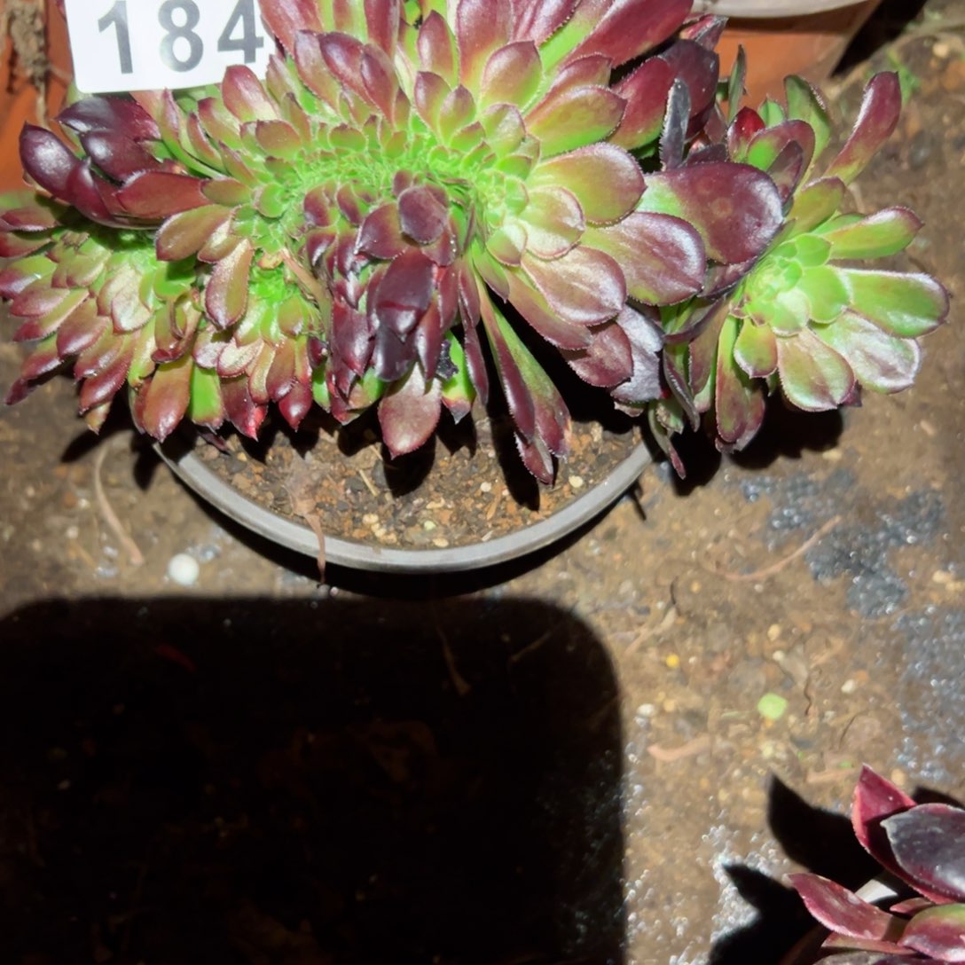 184 号多肉植物法师新年福利