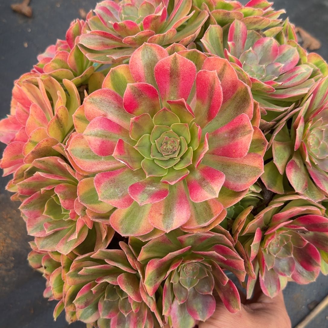 老庄雨河多肉植物447