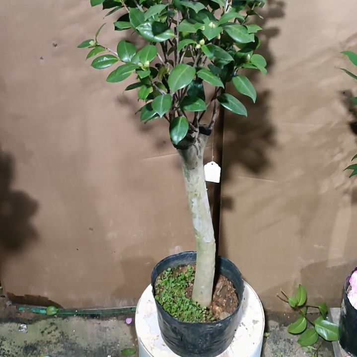 733狂想曲，原盆原土发货，不包邮