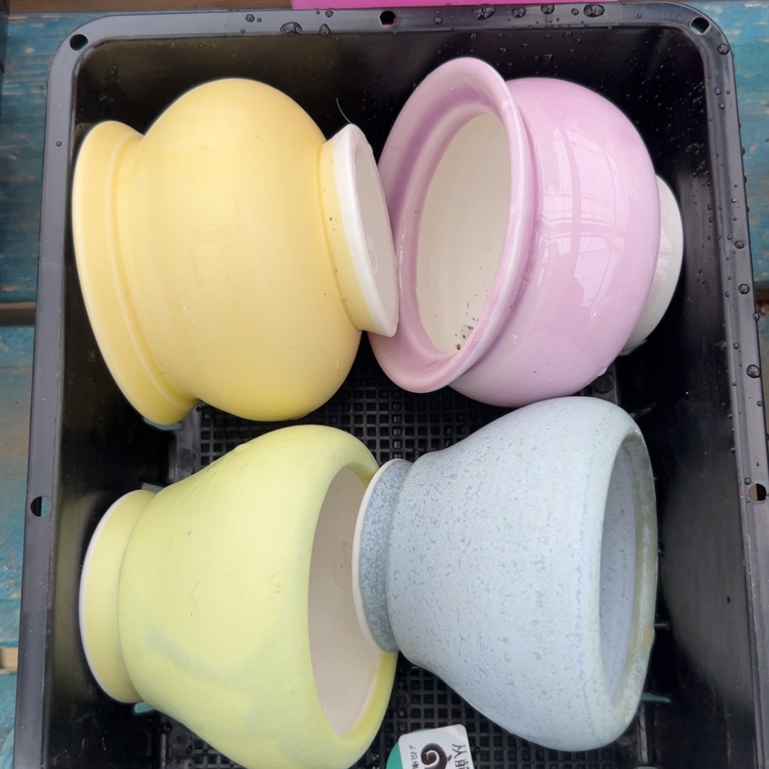 多肉精选编号0116.8