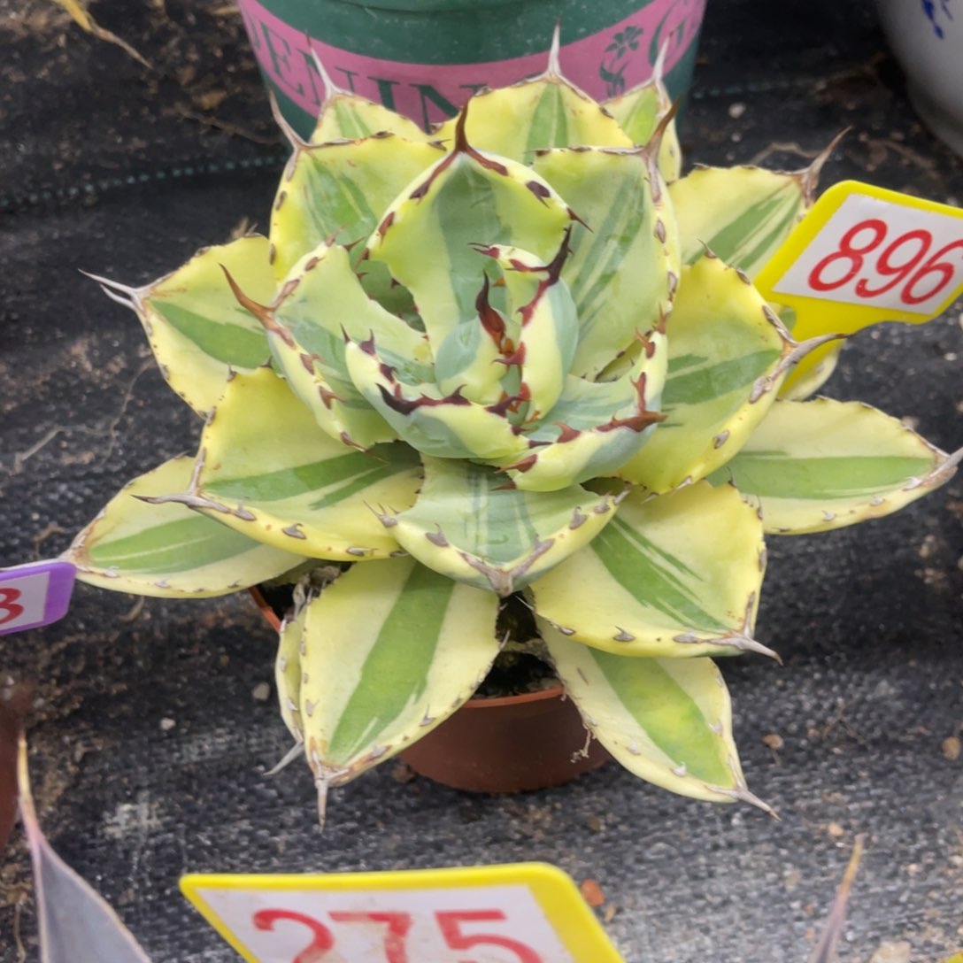 吉祥冠宽覆轮锦龙舌兰