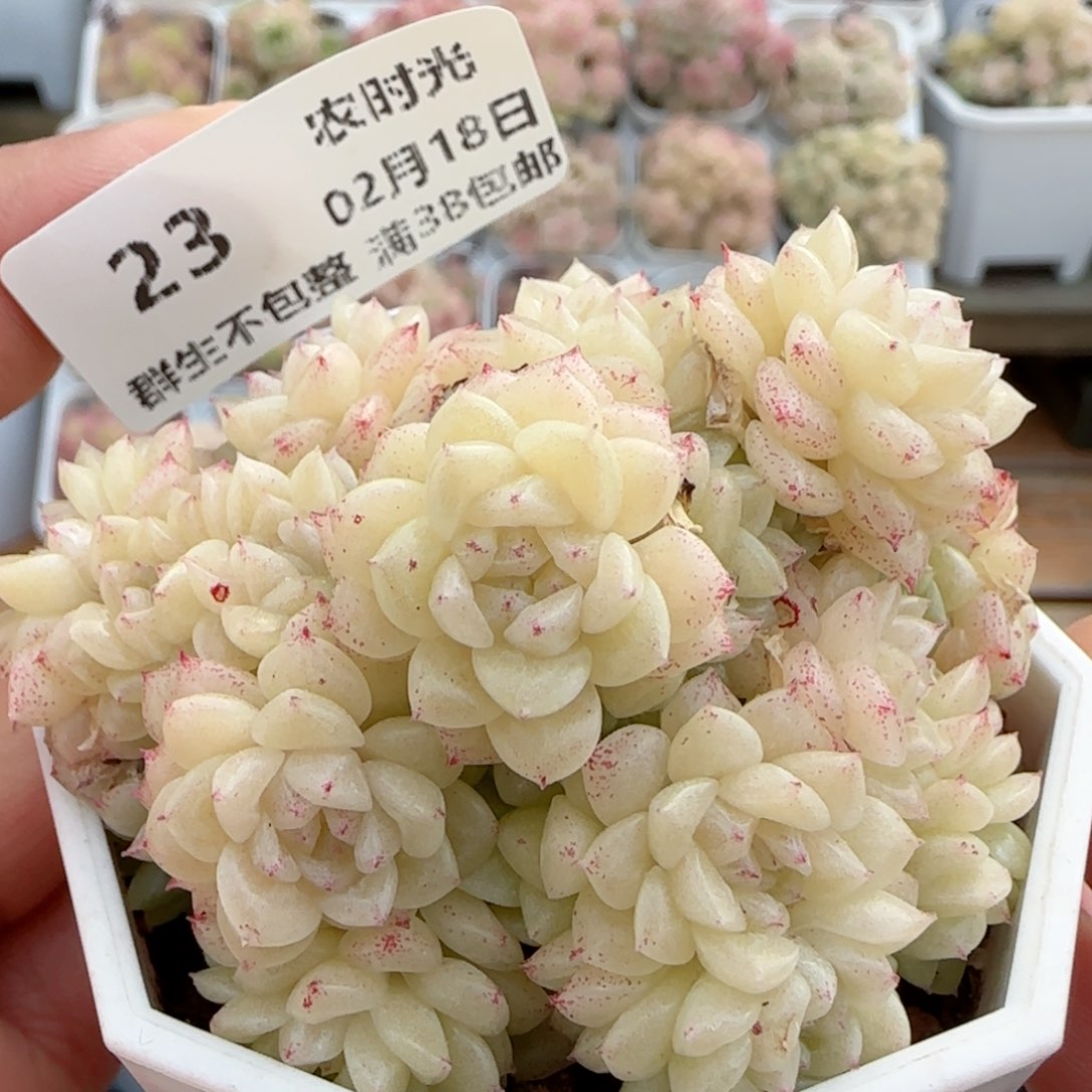 【闪购商品】0218-23（m1-279-1）