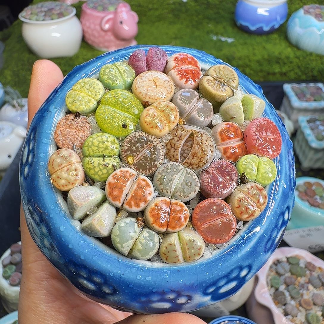 多肉植物福利冲663