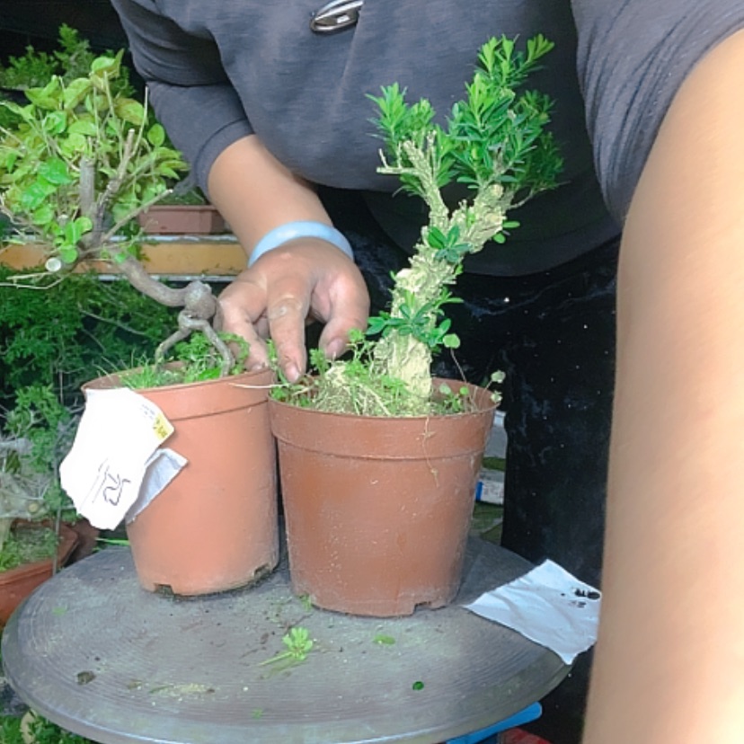 【闪购商品】塑料盆雀梅