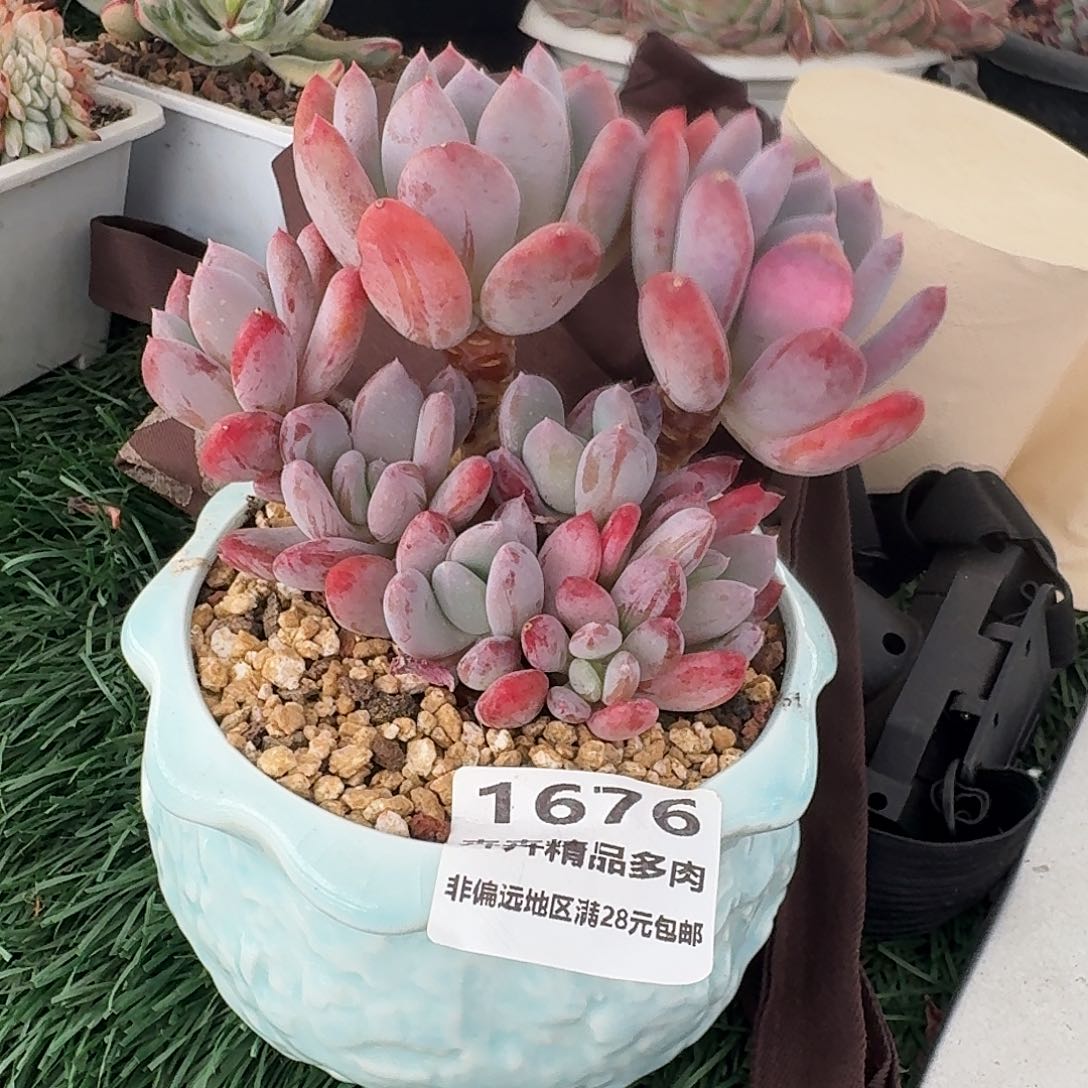 1676 开开精品多肉 非偏远地区满28元包邮
