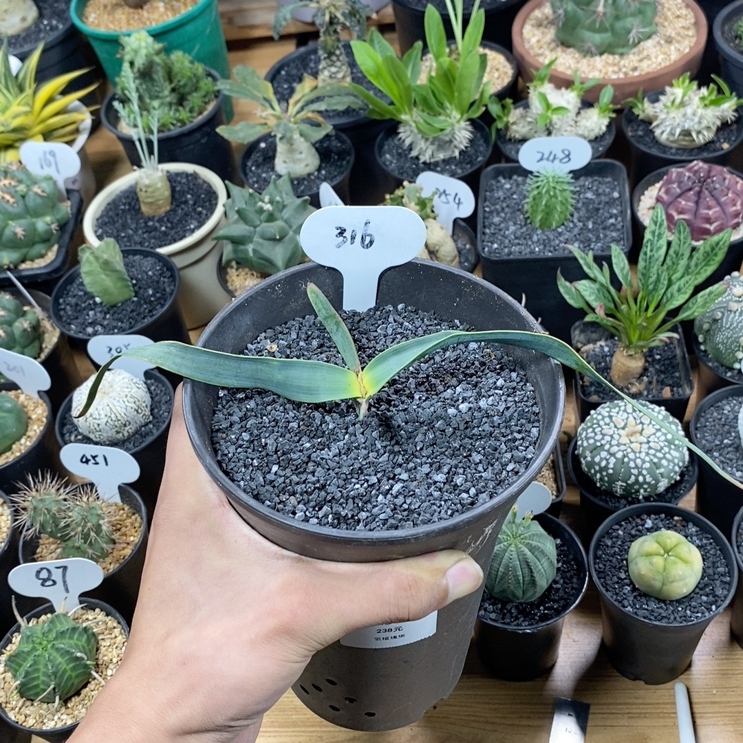 316号实生百岁兰块根植物