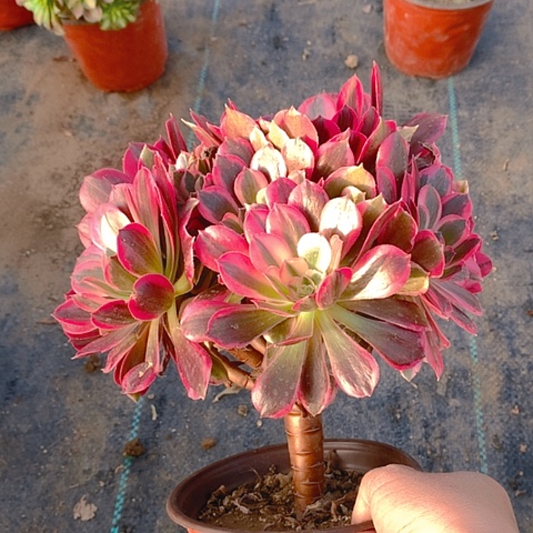 366桃妖多肉植物