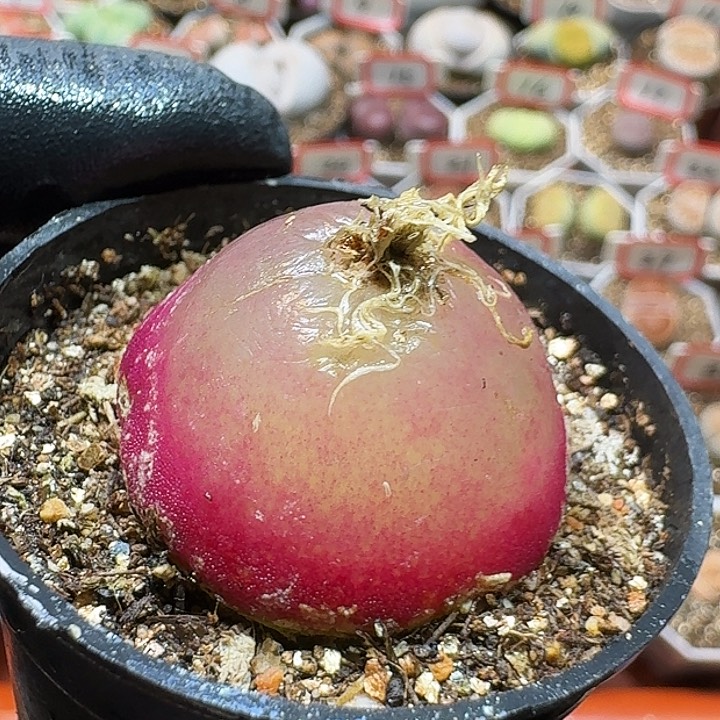 无***仙生石花23:：//。  103