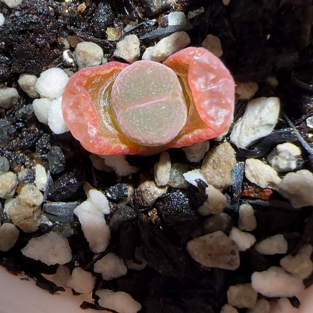 肉锥多肉植物百科-安格1206