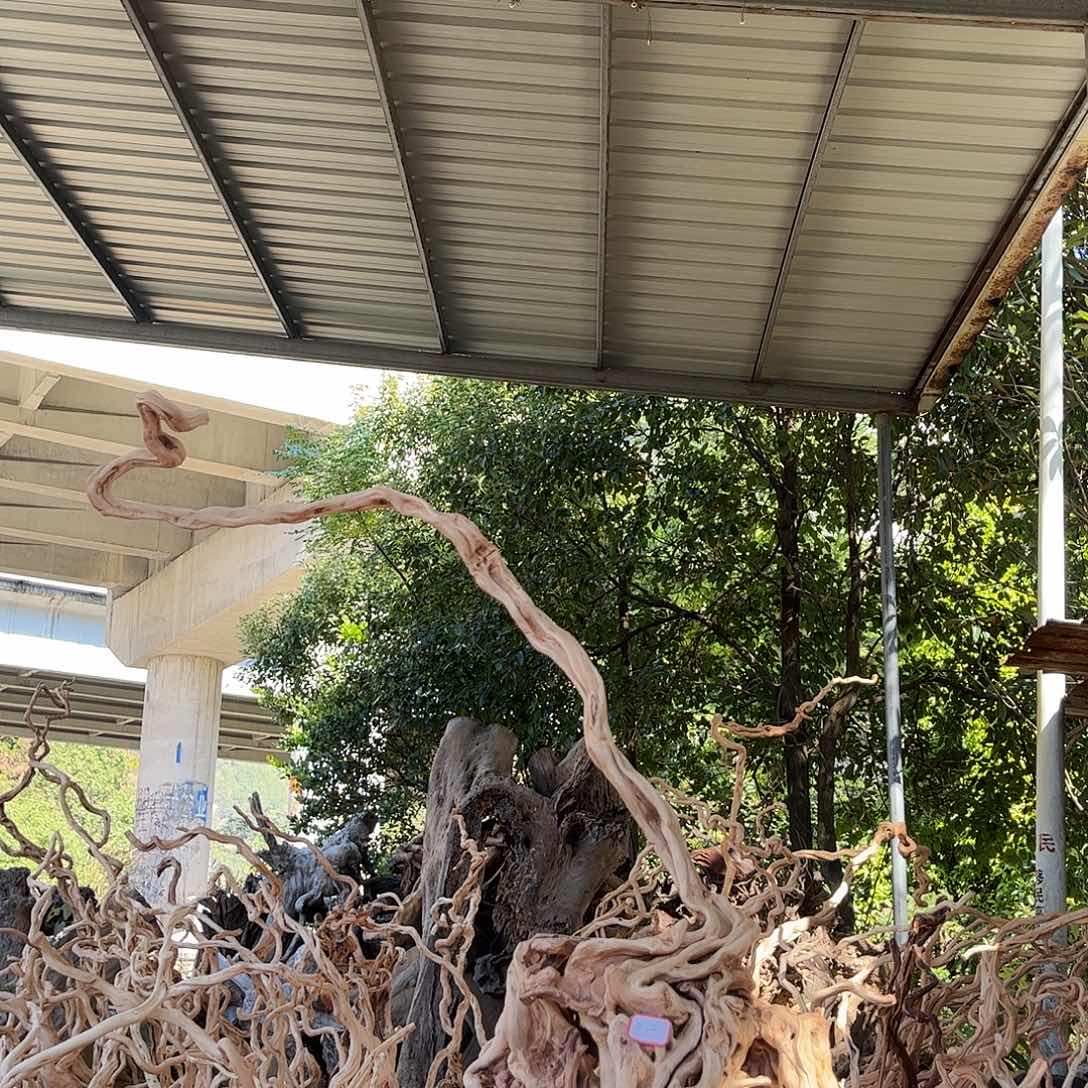 奋***想木我是一只小小鸟地域的