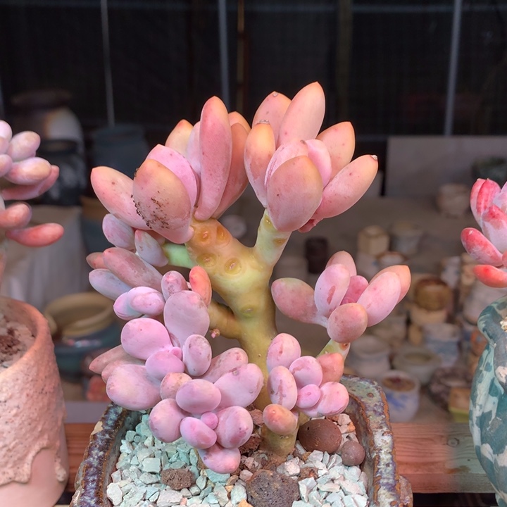 蛋黄奶多肉植物gghgghj