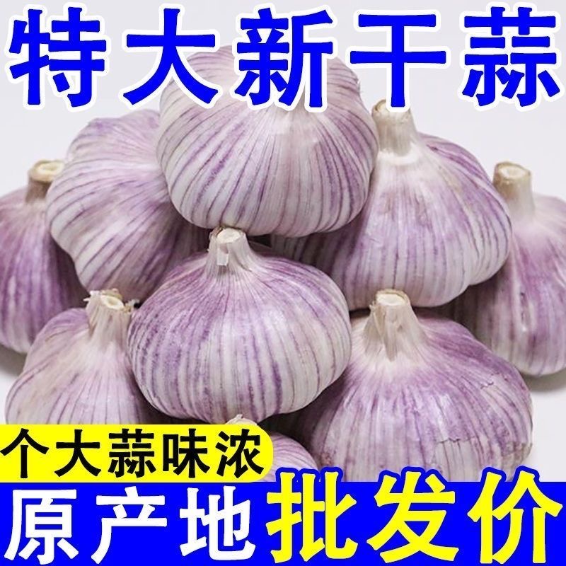 【果王6.0cm以上种植首选】2025新干蒜农家种植大蒜河南大蒜紫白皮
