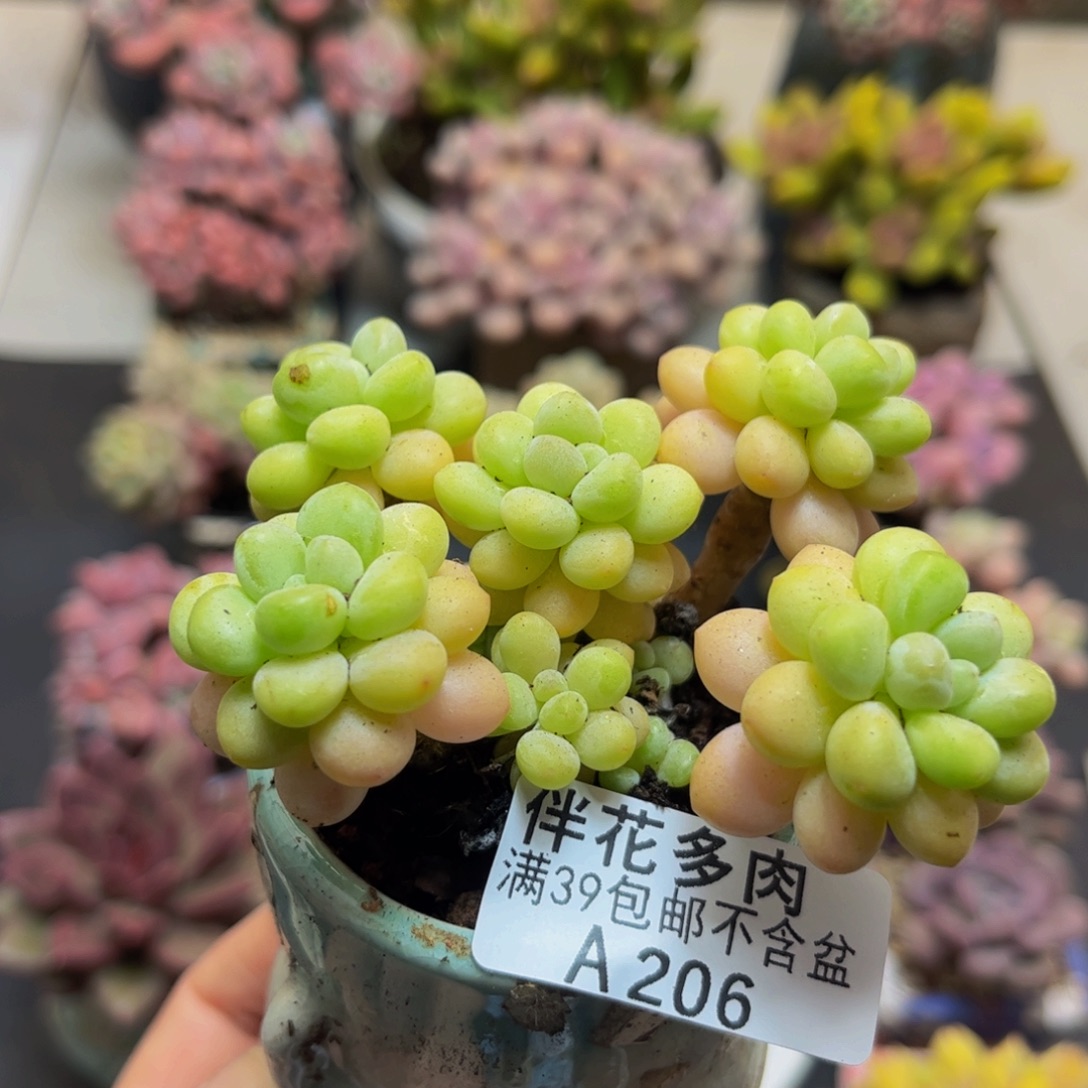 206洛可可8cm多肉