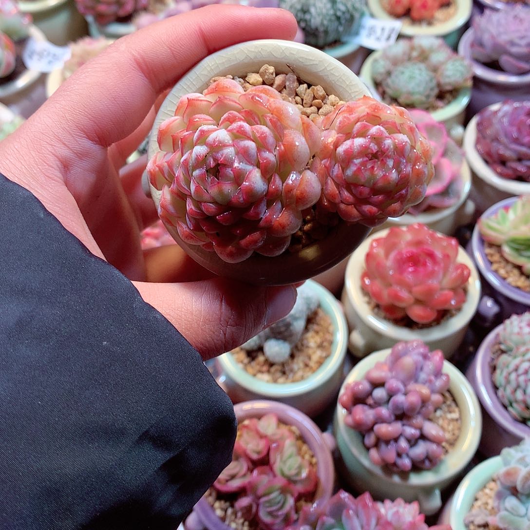 美肉肉哦哦哦哦哦哦哦