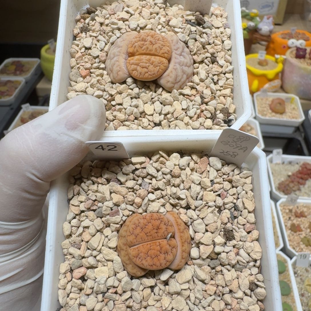 煮**茶0224-39生石花花花花