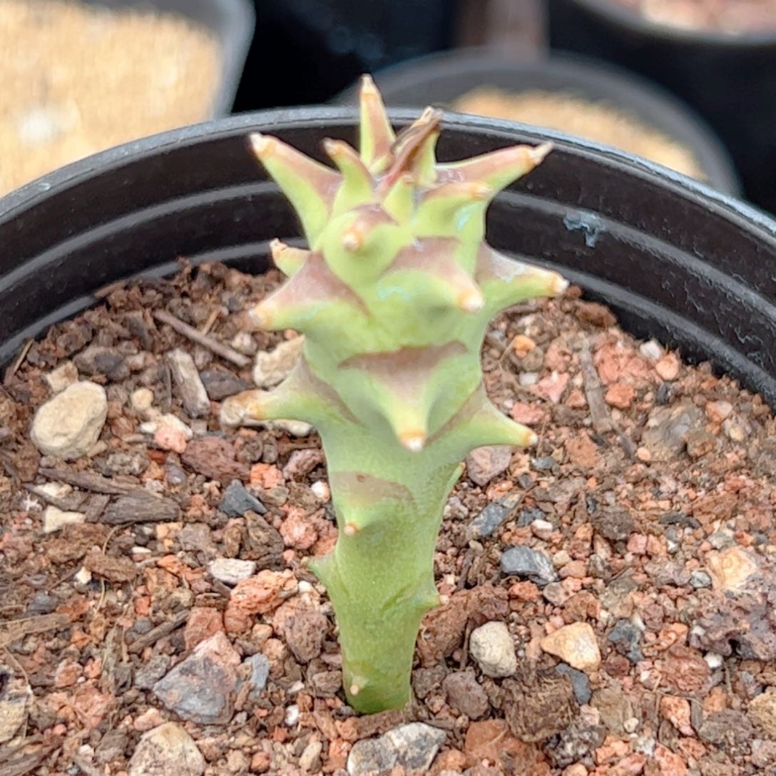 实生 澡粒大戟仙人球 