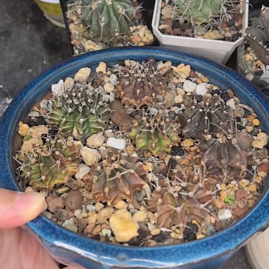 实生牡丹杂直径2.5八个裸根发货