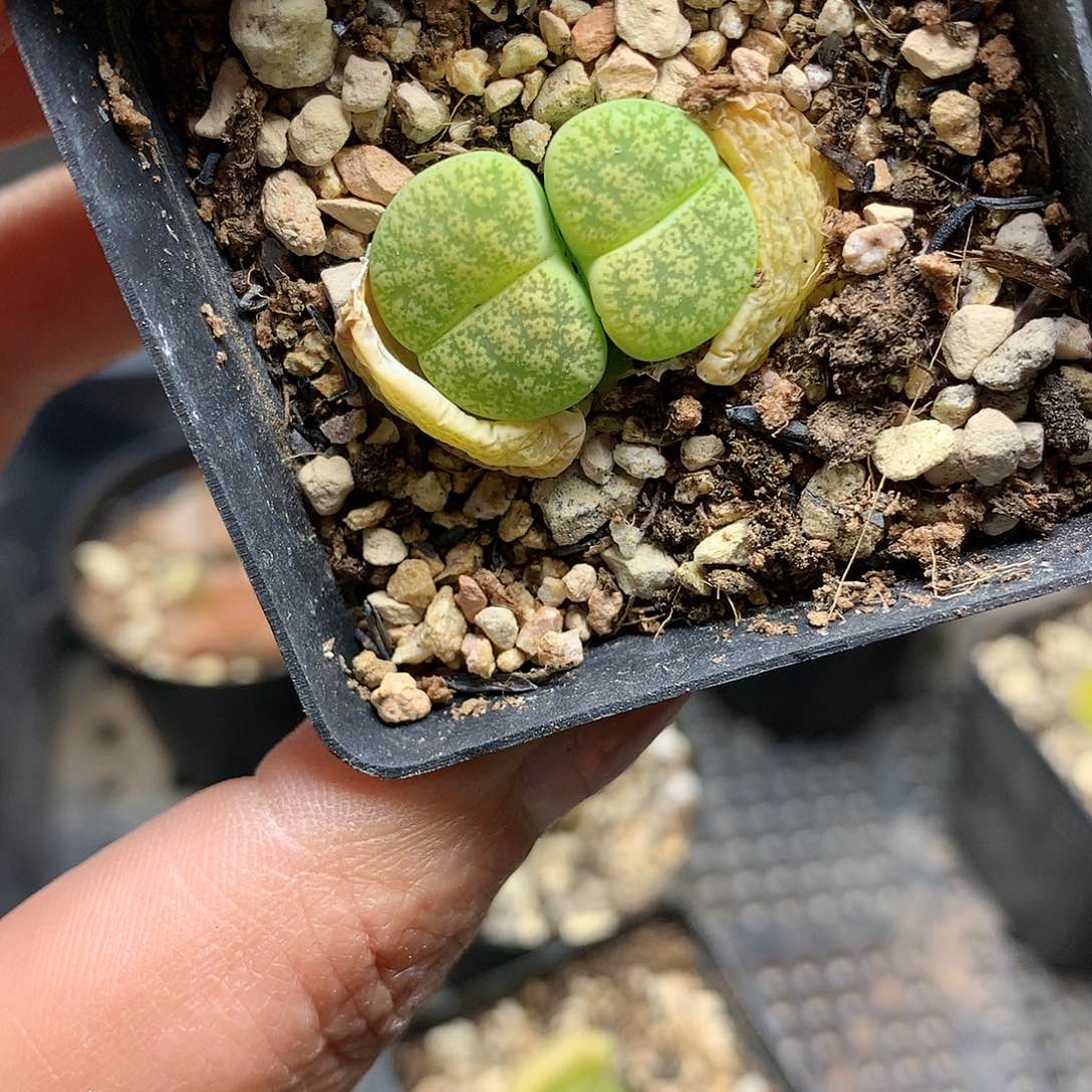 E57多肉植物保护研究所