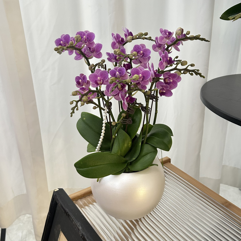 Petal8优选【紫汀兰】-蝴蝶兰 组盆摆设客厅摆设种植基地发货