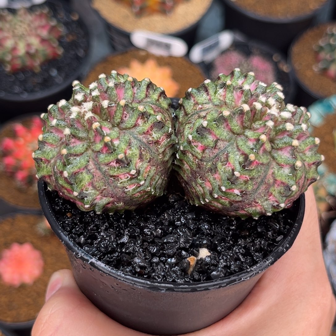 超圆海神 米哈仙人球