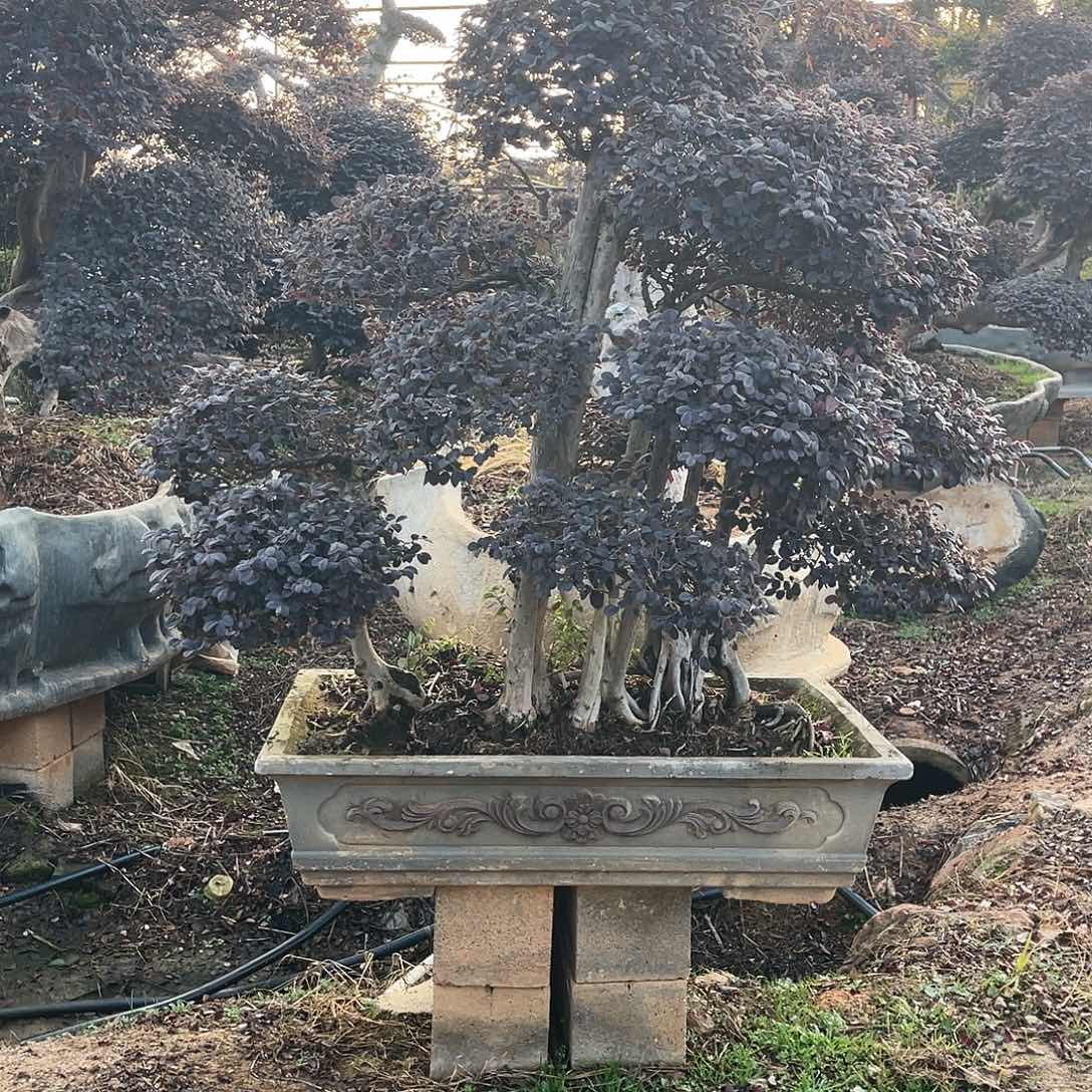 退林还耕处理数量不多全部放漏