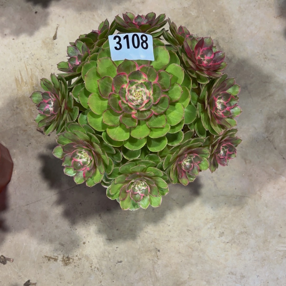 无花朵3108莲花座变异111111111