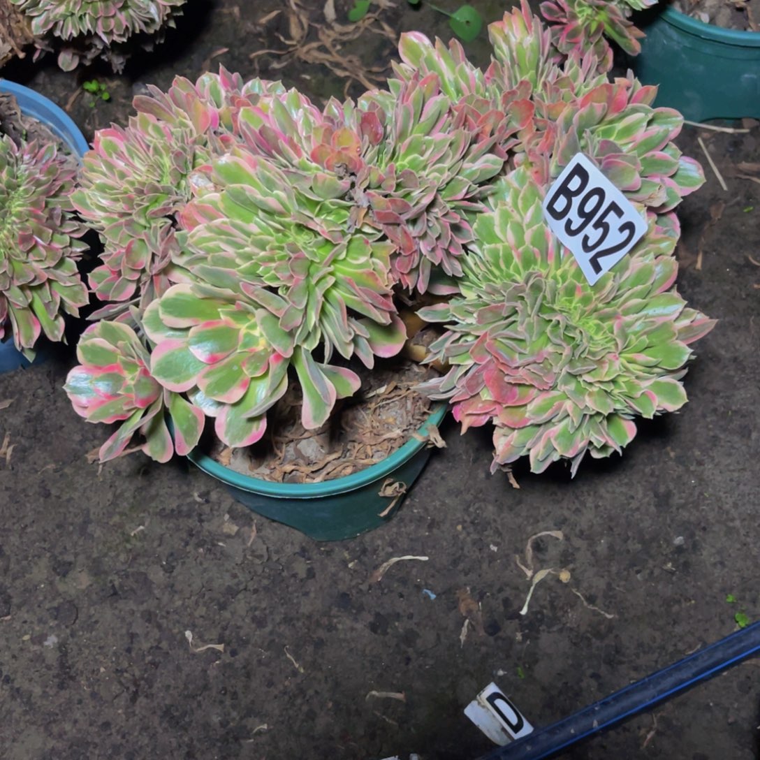 女郎法师16//////11包邮