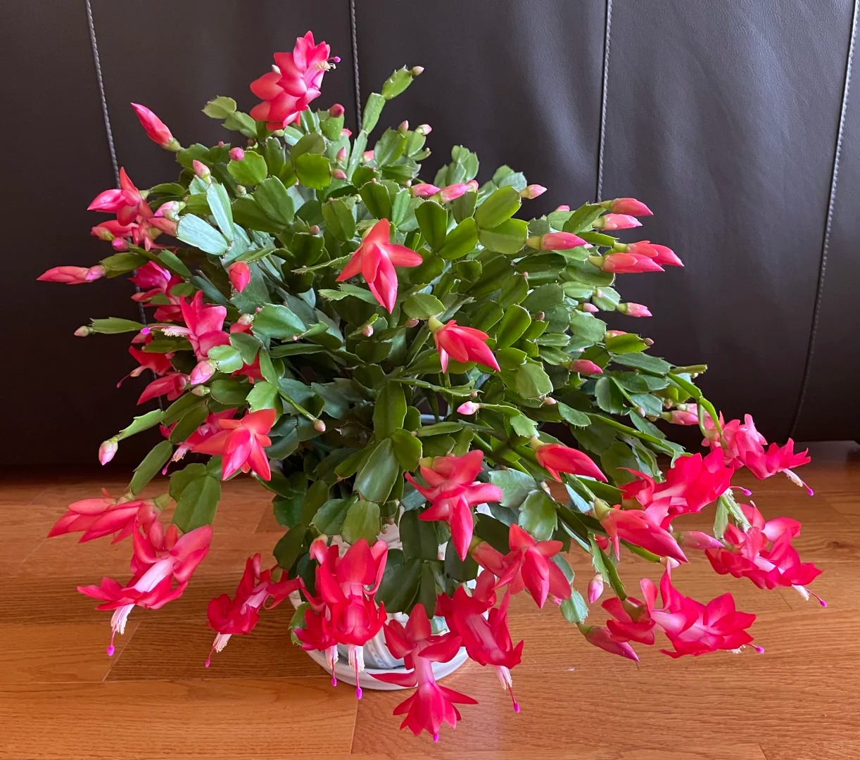 精品红色蟹爪兰原盆原土庭院阳台年宵花卉绿植易活好养