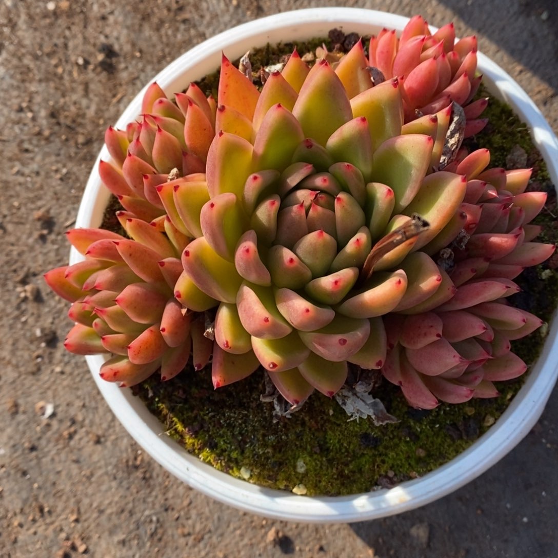 土***丝           34。        