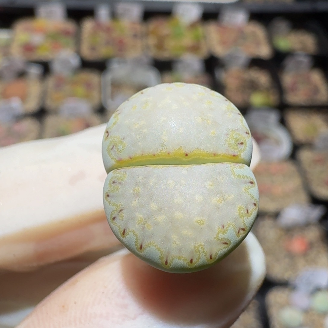Ssss精品生石花784高特抹茶