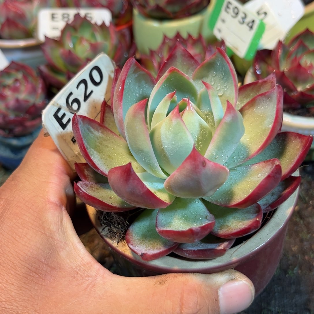 惊鸿一瞥620号多肉