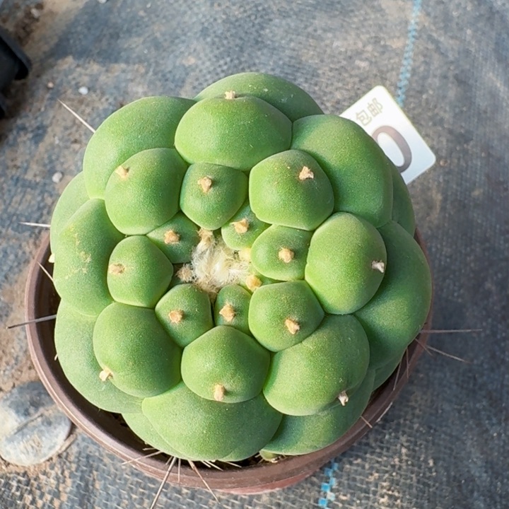 2150精选特圆突尤仙