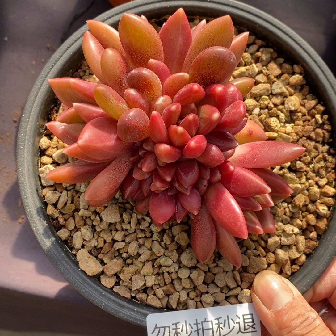 两单包邮1231-24迷雾泡泡