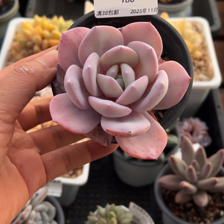 张张精品多肉甄选186