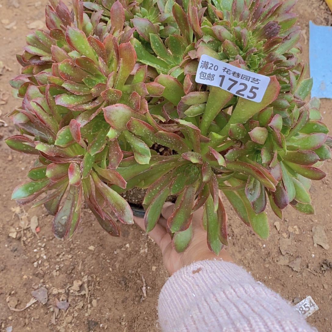 1725 号一物一拍多肉植物