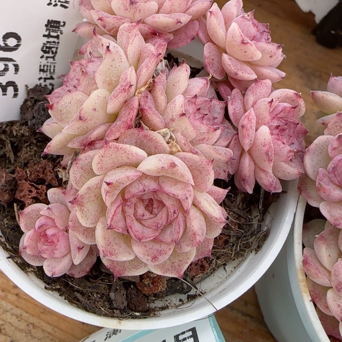 花语逸镜0131-396